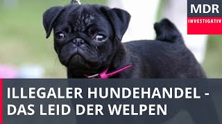 Das Leid der Welpen  Wie kleine Hunde verschachert werden  Doku [upl. by Cross]