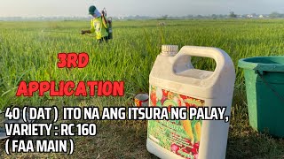 GOSHEN ALL PURPOSE FOLIAR FERTILIZER DEMO 40DAT  3rd Application [upl. by Deys]