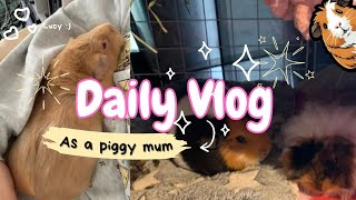 Cleaningshopping vlog with 8 piggies [upl. by Behm150]