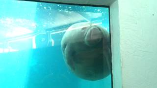 Manatee smooshes face on glass [upl. by Donal]