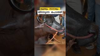 10 ബെൻസ്സിൻ്റെ വിലയുള്ള പോത്ത് anmol buffalo malayalam shorts [upl. by Fan]