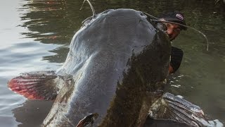 Incredible Huge Catfish 85 feet  250 LBS  HD by Yuri Grisendi [upl. by Grimbly281]