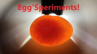 World’s Greatest EggSperiments [upl. by Chane884]