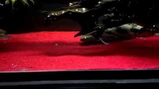 Polypterus Bichir Loves Red Sand [upl. by Bouton]