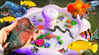 Colorful surprise eggs crayfish koi angelfish betta fish goldfish glofish tetra in the pool [upl. by Eglantine]