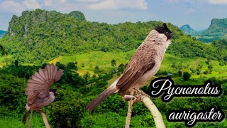 full power pikat Burung Kutilang Gacor Memanggil Lawan  pycnonotus aurigaster [upl. by Compte606]