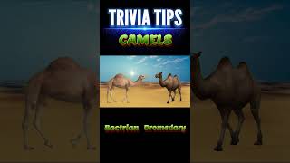 Trivia Tips  One hump or two trivia quiz [upl. by Winchester]