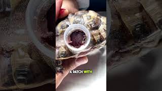 Vet Saves Turtle’s Life with a Plastic Bottle Cap 🐢👏 [upl. by Ybbil]