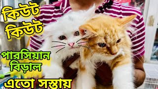 Katabon 😍 Pet Price in Bangladesh 2024  Katabon cat price in BD  Katabon Pet Price in Bangladesh [upl. by Einhorn]