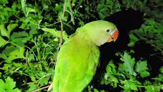 Loud parrot chirping angry voice  nature parrot sounds  parrot calling sounds   parrot [upl. by Green]