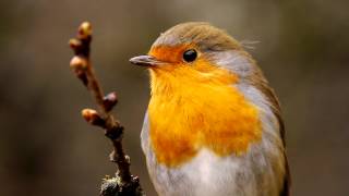 European Robin Erithacus rubecula  Rotkehlchen 18 [upl. by Nalyk595]