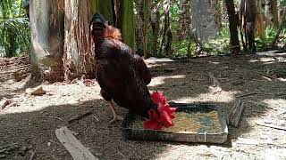 Rooster 🐓🐓  Rhode Island Red [upl. by Anitsuj]