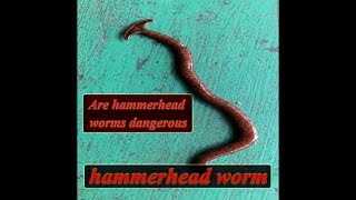 Hammerhead Worm  Are hammerhead worms harmful to humans  Bipalium kewense  Humbertium [upl. by Sandell]