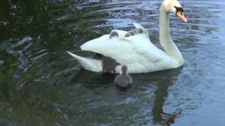 Baby swans Cygnets hitching a ride off mum Part 1 of 2 RARE FOOTAGE [upl. by Macnair584]