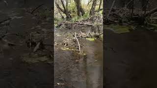 Clearing Creek Blockage Beaver Dam Flooding Fields [upl. by Bone]