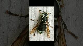 BaldFaced Hornet Dolichovespula maculata in Wasp Family Vespidae  Observed in Description [upl. by Jamill]