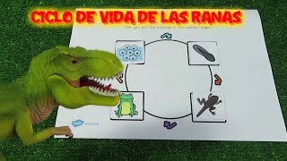 Rex en ciencias enseña el ciclo de vida de las ranas  Vídeos de dinosaurios para niños [upl. by Dnalsor]