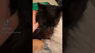 Demonic cat meow cute kitty animals catsoftiktok funny fyp bunny rabbit [upl. by Jillian15]