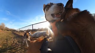 Aggressive Husky Attacks Belgian Malinois At Dog Park [upl. by Viole]