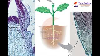 Tissues  Meristematic Tissue [upl. by Assilaj]