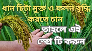 ধানে চিটা ধানের রং নিয়ে চিন্তা ধানের ওজন নিয়ে চিন্তা তাহলে এই একটি স্প্রে করুন। [upl. by Story]