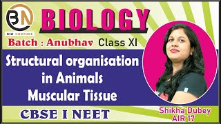 STRUCTURAL ORGANISATION IN ANIMALSMUSCULAR TISSUE CLASS XI BIOLOGY NEET 2025ANUBHAV [upl. by Renfred31]