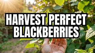 10 Ways to Cultivate Blackberries [upl. by Barnett]