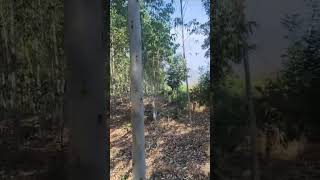 How to Nilgiri tree [upl. by Karoline]