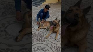 German Shepherd has 5 Negative Points 🦮🤔 facts dog viral germanshepherd doglover shorts [upl. by Mack]