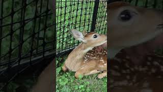 enjoyed some time with the fawns this evening fawn animals deer whitetaildeer babydeer [upl. by Annaitsirk482]