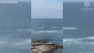 Breaching Humpback Whale Excites Watching Restaurant Goers [upl. by Etak]