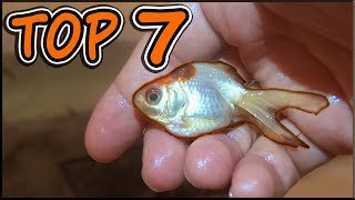 TOP 7 REASONS WHY YOU SHOULD BUY A GOLDFISH [upl. by Jourdan]