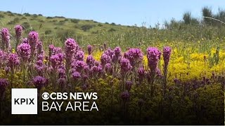 Wildflower show lingers on Carrizo Plain thanks to recent rain [upl. by Yttak]