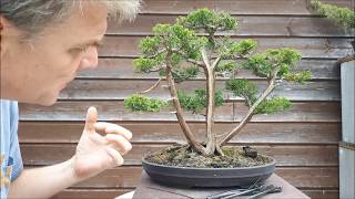 Juniperus Chinensis three trunk bonsai6part1 [upl. by Eentirb655]