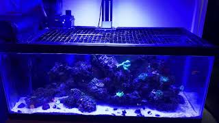 Saltwater Tank Aquarium 20 Gallon Long Highest Home Ocean SPS LPS Softies 50 Corals 100w LED Light [upl. by Walters]