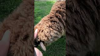 🐑 Sheep feeding time at Whiti Animal Park 🐑 [upl. by Auhsuj517]