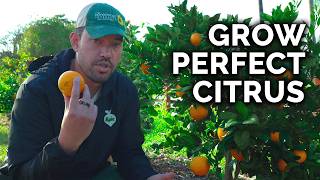 How to Plant Grow amp Care for Citrus Trees COMPLETE GUIDE [upl. by Yssirhc]