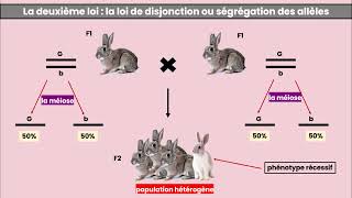 La Génétique mendélienne  Les lois de Mendel [upl. by Ameyn]