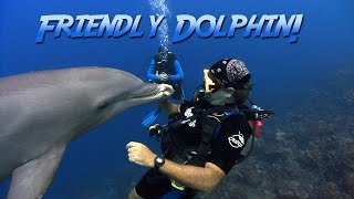 Friendly Bottlenosed Dolphin  JONATHAN BIRDS BLUE WORLD [upl. by Ellenwad226]