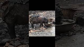 The fire survivor pig pets animals friendship pig nature love [upl. by Curt]