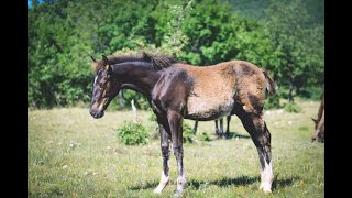 BAY LIPIZZANER  064 Maestoso Bonadea XXXVI [upl. by Garvin405]