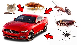 How to Get Rid of Pests in Vehicles Cockroaches Ants Spiders Rodents Bedbugs [upl. by Pat388]