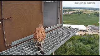 Konstancin Jeziorna Orange PL Kestrels Male guarding the nest  departure  2024 07 29 10 40 [upl. by Nallek]