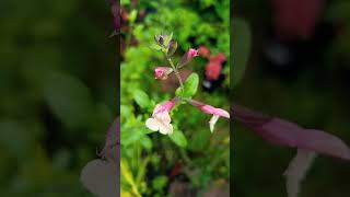 Salvia microphylla Candle glow [upl. by Charla]