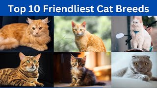 Top 10 friendliest cat breeds in the world [upl. by Piers]