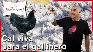 Cómo DESINFECTAR el suelo de tierra de tu GALPÓN o GALLINERO uso de la CAL ✅ [upl. by Griswold]