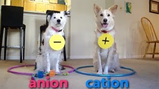 Dogs Teaching Chemistry  Chemical Bonds [upl. by Ierdna514]