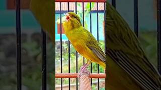 Male canary chirping Canários melodiosos pássaros cantando terapiacanária sons longos de canário [upl. by Paley615]