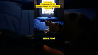 BALAS BUDI KUCING KEPADS MAJIKANNYA [upl. by Nolur]