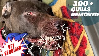 Removing Porcupine Quills  Porcupine Attack  Vet Required [upl. by Yajeet]